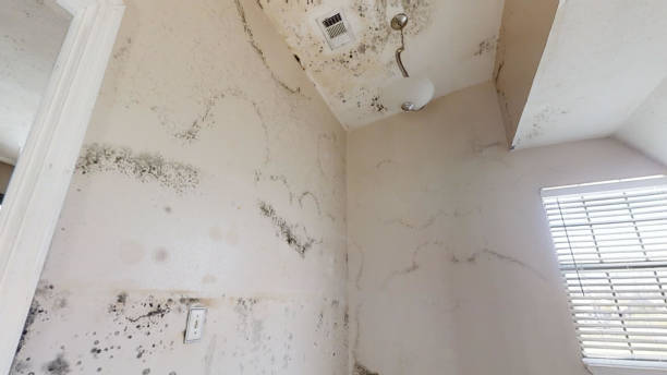 Best Water Damage & Mold Remediation  in Fruitland Park, FL