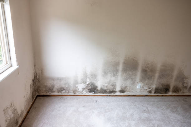 Best Mold Remediation for Healthcare Facilities  in Fruitland Park, FL