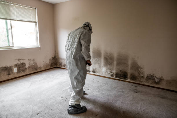 Best Crawl Space Mold Remediation  in Fruitland Park, FL