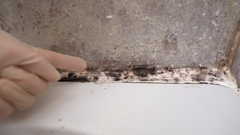 Best Black Mold Removal  in Fruitland Park, FL